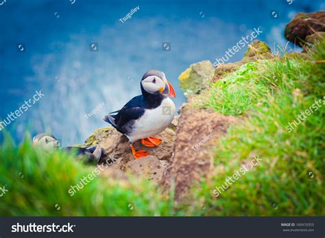 Atlantic Puffin Iceland Stock Photo 160410353 | Shutterstock