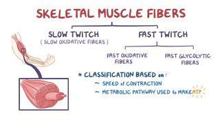 Muscles Notes Diagrams Illustrations Osmosis