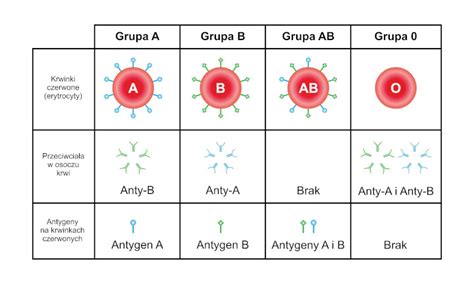 Grupy Krwi Opis Co To Definicja Poj Cia
