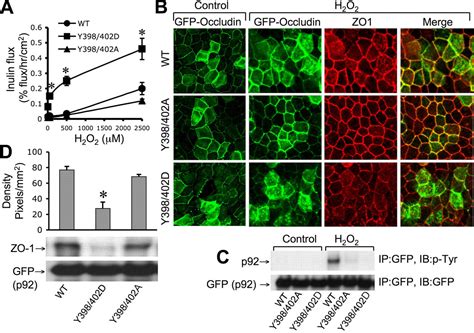 Phosphorylation Of Tyr 398 And Tyr 402 In Occludin Prevents Its