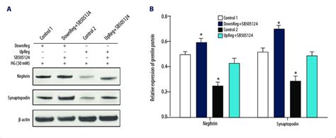 The Effect Of SB505124 On Nephrin And Synaptopodin Expression A