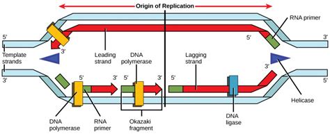 Dna Replication Openstax Concepts Of Biology