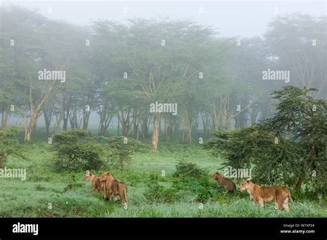 Lion (Panthera leo) pride hunting in the rain, Nakuru National Park ...