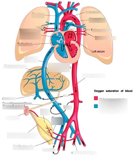 Circulation After Birth Diagram Quizlet