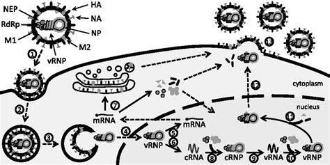 Influenza Virus Life Cycle