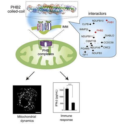 Structural Basis Of Mitochondrial Scaffolds By Prohibitin Complexes