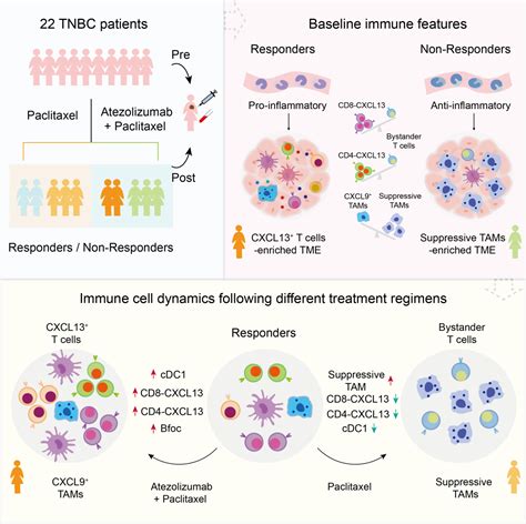 Cancer Cell 国内多个研究团队合作揭示anti Pd L1免疫治疗联合化疗在三阴性乳腺癌中的作用机制 Seq Cn