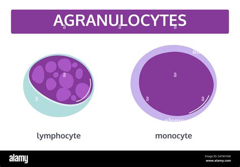 Agranulocytes High Resolution Stock Photography and Images - Alamy