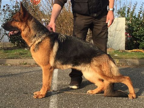 Elevage De L Hacienda Del Matador Eleveur De Chiens Berger Allemand