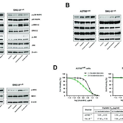 Isoalantolactone Combined With Cisplatin Inhibits A Cisr Xenograft