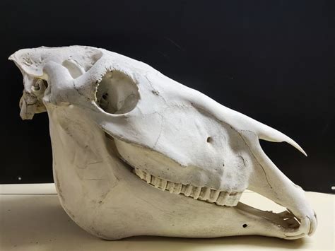 Domestic Horse Skull Equus F Caballus 30×22×52 Cm Catawiki