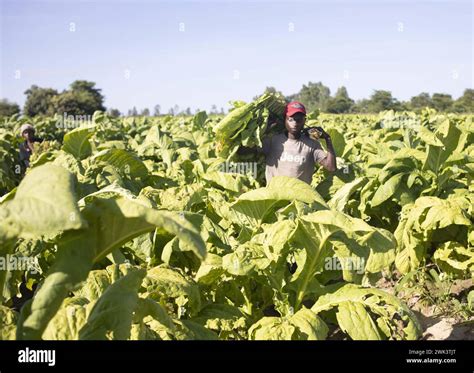 Tobacco Growers Hi Res Stock Photography And Images Alamy