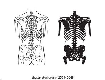 Human Bone Anatomy Stock Vector Royalty Free 255345649 Shutterstock