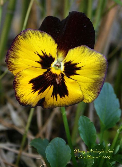 Plantfiles Pictures Pansy Midnight Sun Viola X Wittrockiana 1 By