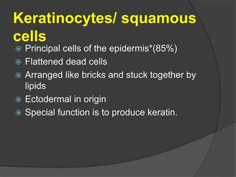 1. Basic structures and functions of skin