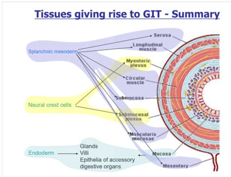 MMS Embryology GI Flashcards Quizlet