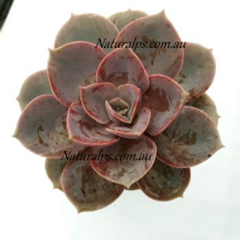 Echeveria Perle Von Nurnberg Natural Plant Scape