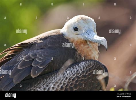 Female Juvenile Magnificent Frigatebird Fregata Magnificens Is A Big