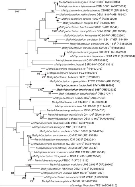 Phylogenetic Analysis Based On S Rrna Gene Sequences Reconstructed