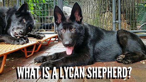 What Is A Lycan Shepherd? - YouTube