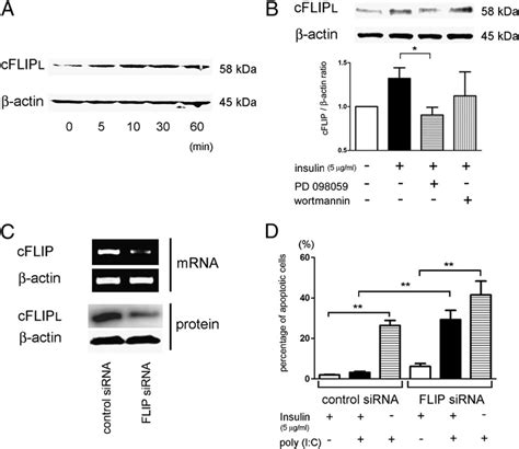 Involvement Of Cflip In The Prevention Of Poly Ic Induced Apoptosis By