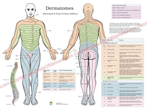 Dermatome Arm