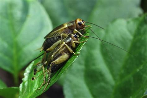 How To Get Rid Of Cricket Noise At Night Better Soundproofing