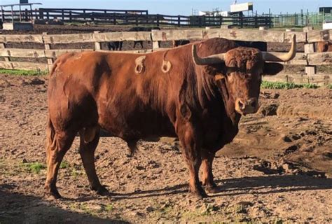 Los Toros De Voltalegre Para La Temporada De Campo Pequeno Aplausos Es