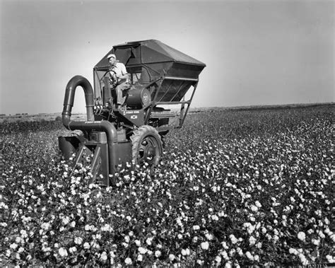 Man Operating M 12 H Cotton Picker Photograph Wisconsin Historical