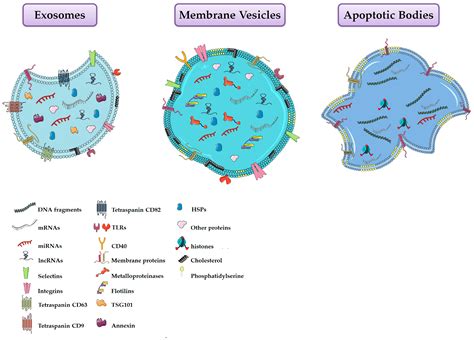 Cells Free Full Text Mesenchymal And Induced Pluripotent Stem Cells