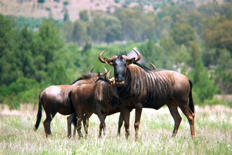 Gnu Wildebeest South Africa Free Photo On Pixabay Pixabay