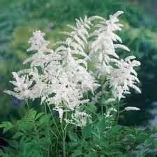 Astilbe Japonica Gruppe Deutschland Prachtspiere Gärtnerei