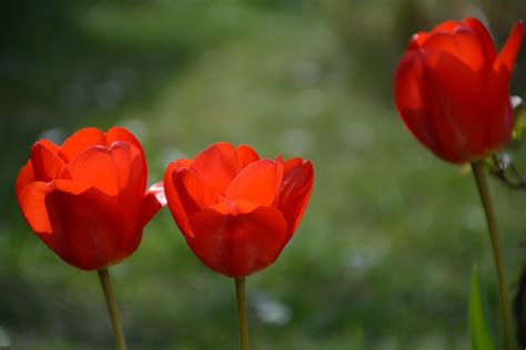 Tulip Red Tulips Free Photo On Pixabay Pixabay