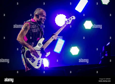 Flea Of The American Funk Rock Band Red Hot Chili Peppers Pictured On Stage As He Performs Live