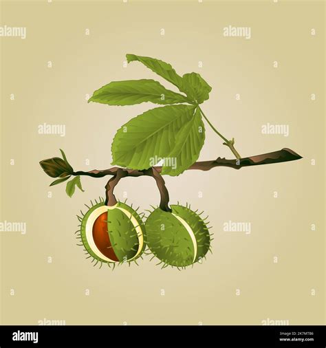 Chestnut tree conkers with leaves vintage fall background vector illustration Stock Vector Image ...