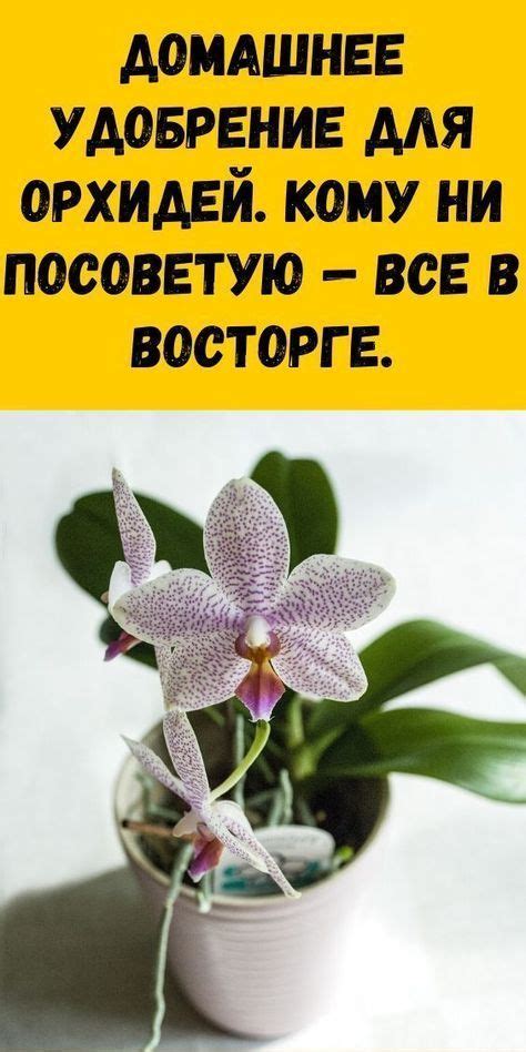 Домашнее удобрение для орхидей. Всего пару поливов, и цветы не узнать ...