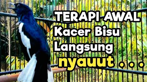 Kacer Gacor Konslet Memanggil Lawan Ampuh Dongkrak Emosi Dan Birahi