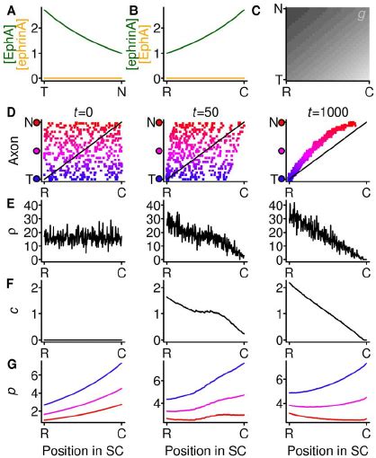 Weak Compensation With Gradients But No Countergradients The Gradients