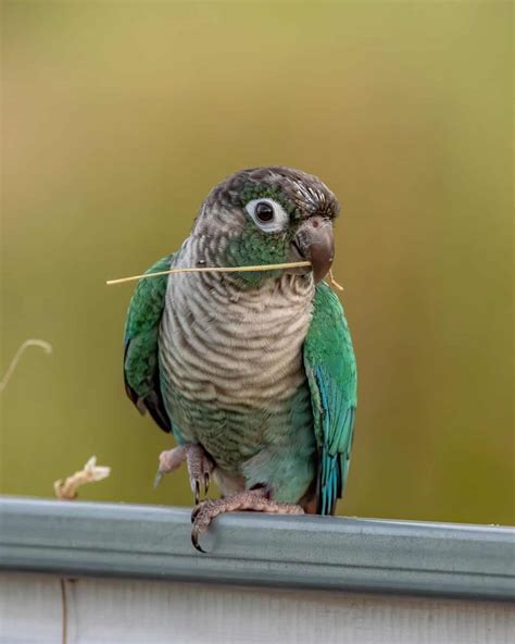 Turquoise Green Cheek Conure: Species Profile & Pictures