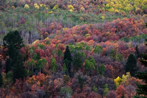 Fall Colors In Sundance Canyon Sundance Canyon Near Provo Flickr