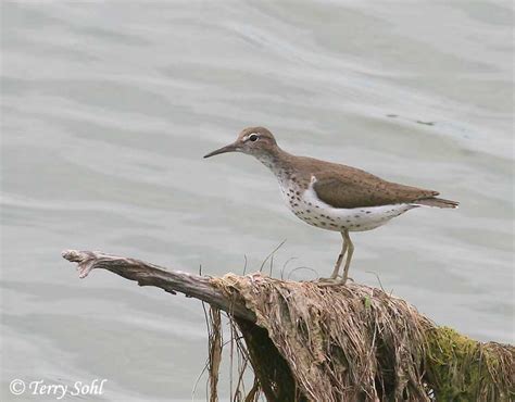 Spotted Sandpiper - Actitis macularia