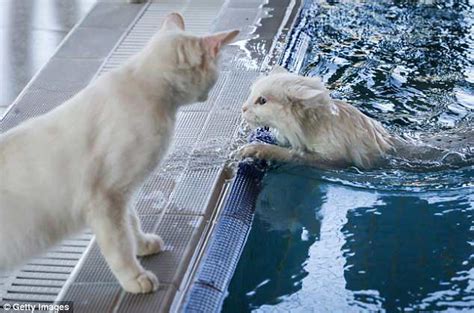 Endangered Turkish Cat That Loves The Water Gets Swimming Lessons