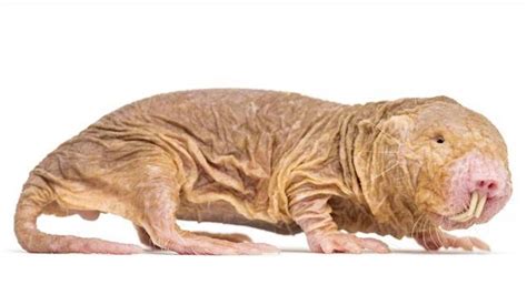 Scientists Figure Out The Naked Mole Rat S Wild Fertility