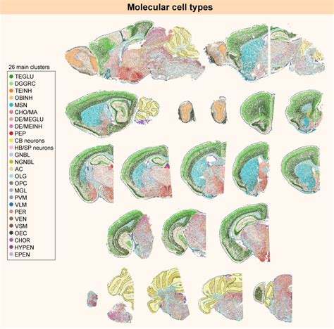 Biccn The First Complete Cell Census And Atlas Of A Mammalian Brain