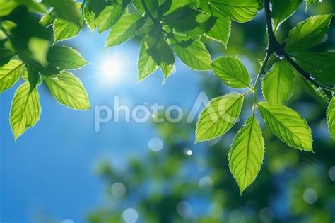 新緑の木漏れ日と青空 No 29400830｜写真素材なら「写真ac」無料（フリー）ダウンロードok