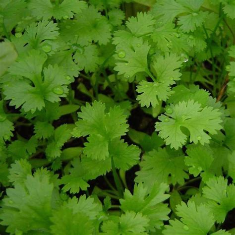 Seeds For Leisure Corriander Cilantro Coriandrum Sativum Amkha Seed