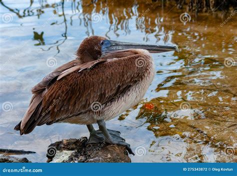 Brown Pelican Pelecanus Occidentalis Adult Pelican Bird Sleeping In