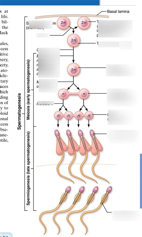 Spermatogenesis Diagram | Quizlet