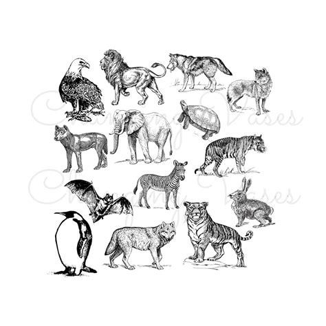 black and white zoo animal clipart