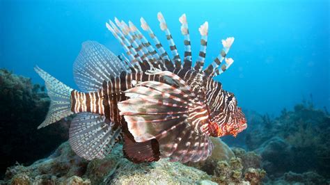 Download Animal Lionfish Hd Wallpaper